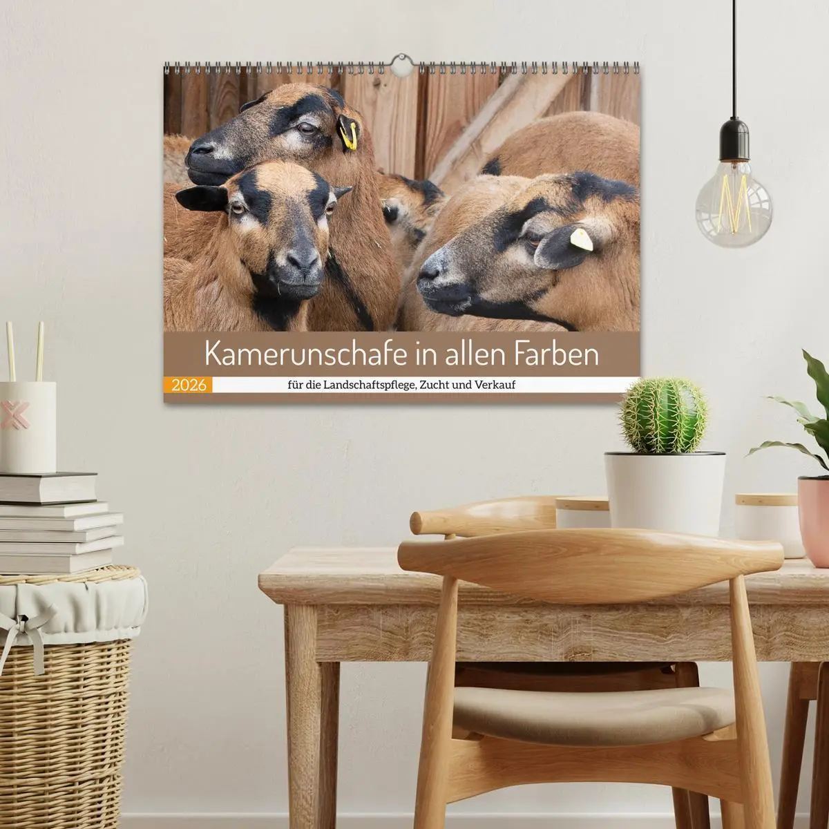 Bild: 9783457593899 | Kamerunschafe in allen Farben (Wandkalender 2026 DIN A3 quer),...