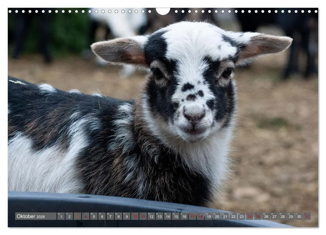 Bild: 9783457593899 | Kamerunschafe in allen Farben (Wandkalender 2026 DIN A3 quer),...