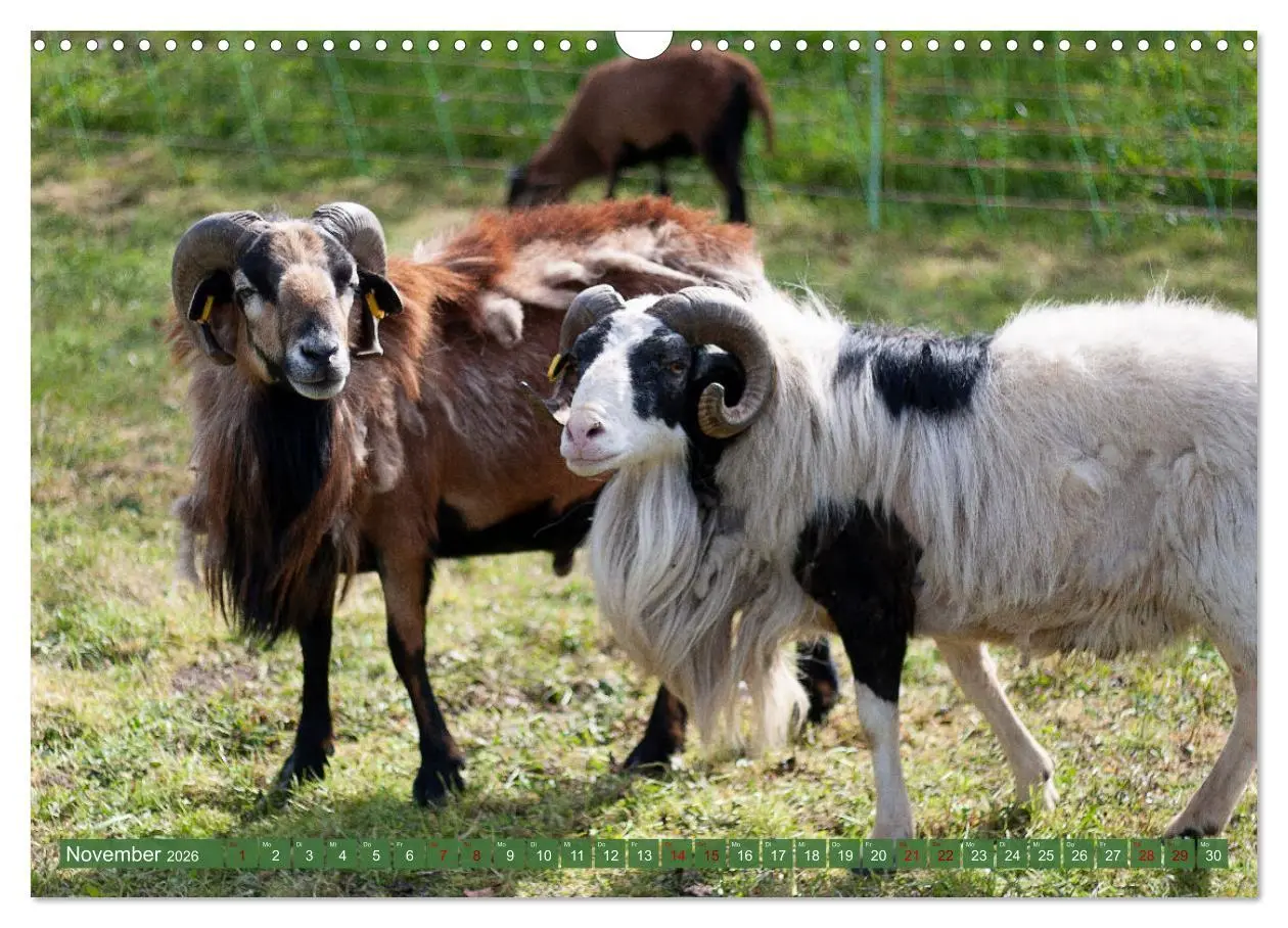 Bild: 9783457593899 | Kamerunschafe in allen Farben (Wandkalender 2026 DIN A3 quer),...