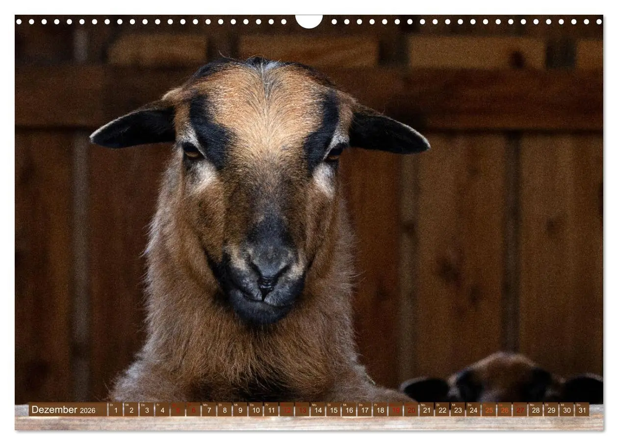 Bild: 9783457593899 | Kamerunschafe in allen Farben (Wandkalender 2026 DIN A3 quer),...