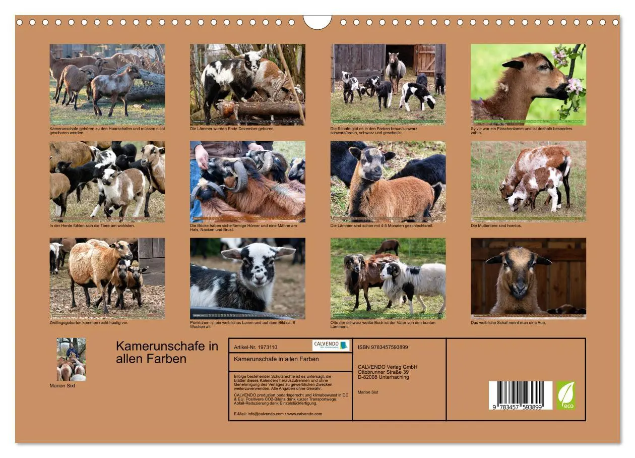 Bild: 9783457593899 | Kamerunschafe in allen Farben (Wandkalender 2026 DIN A3 quer),...