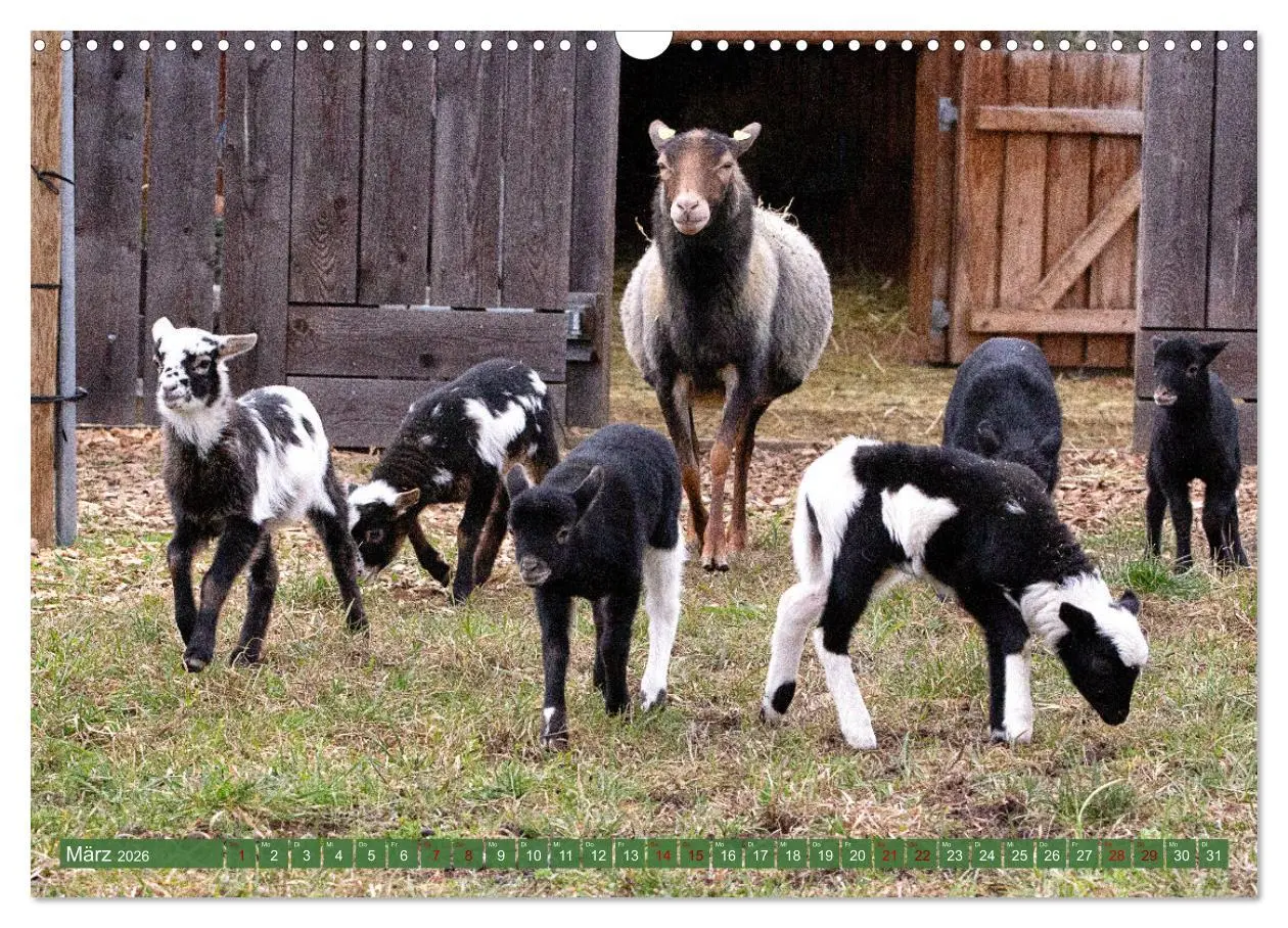 Bild: 9783457593899 | Kamerunschafe in allen Farben (Wandkalender 2026 DIN A3 quer),...