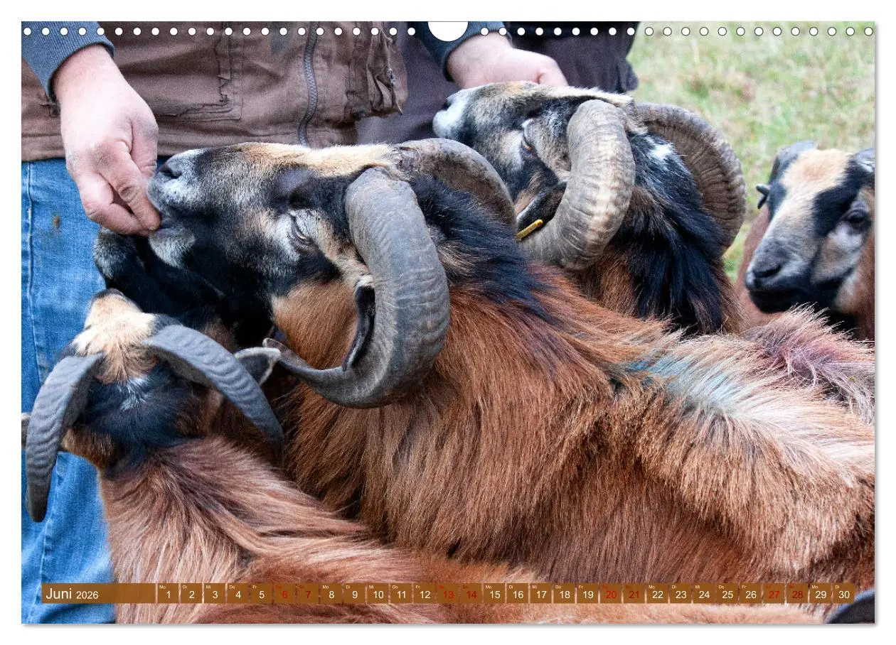 Bild: 9783457593899 | Kamerunschafe in allen Farben (Wandkalender 2026 DIN A3 quer),...