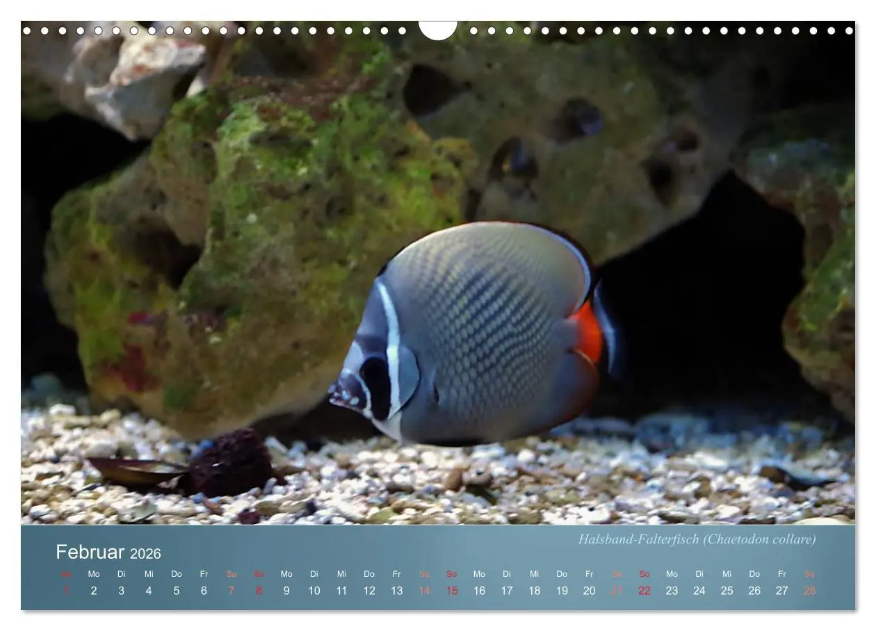 Bild: 9783516133899 | Bunte Riffbewohner - Fische, Anemonen und noch viel mehr...