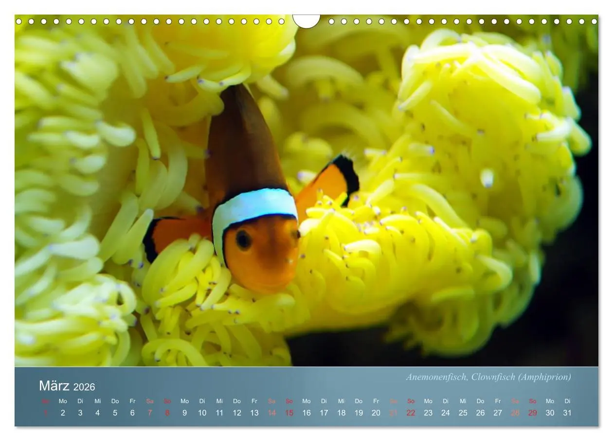 Bild: 9783516133899 | Bunte Riffbewohner - Fische, Anemonen und noch viel mehr...