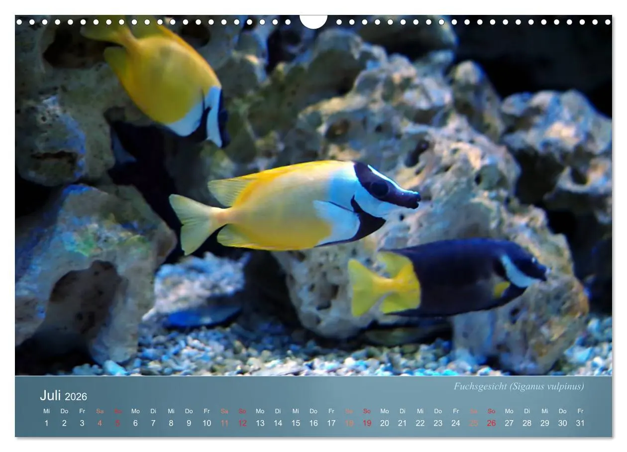 Bild: 9783516133899 | Bunte Riffbewohner - Fische, Anemonen und noch viel mehr...