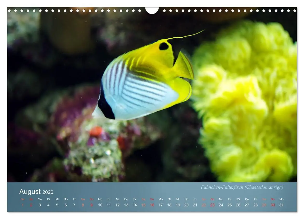 Bild: 9783516133899 | Bunte Riffbewohner - Fische, Anemonen und noch viel mehr...