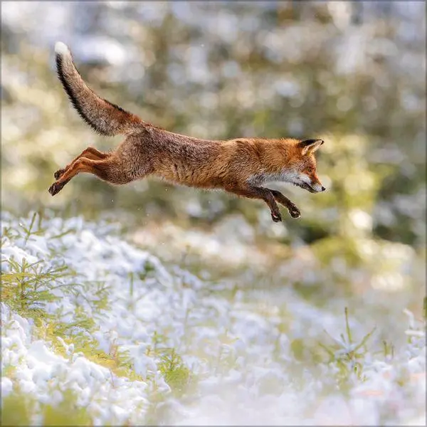 Bild: 9783819303999 | Moments in Nature 2027 | Verlag Korsch | Kalender | 13 S. | Deutsch