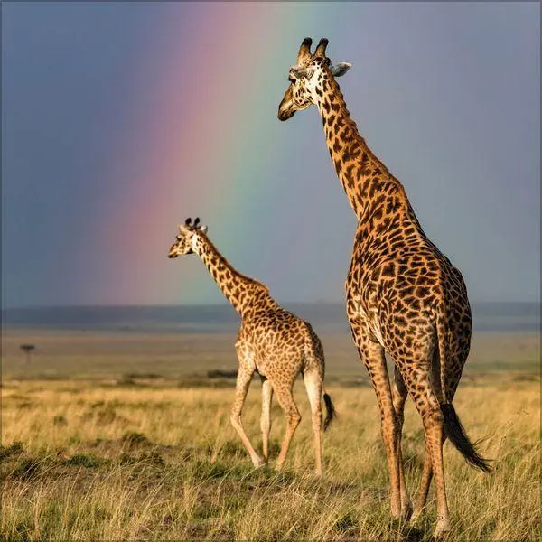 Bild: 9783819303999 | Moments in Nature 2027 | Verlag Korsch | Kalender | 13 S. | Deutsch