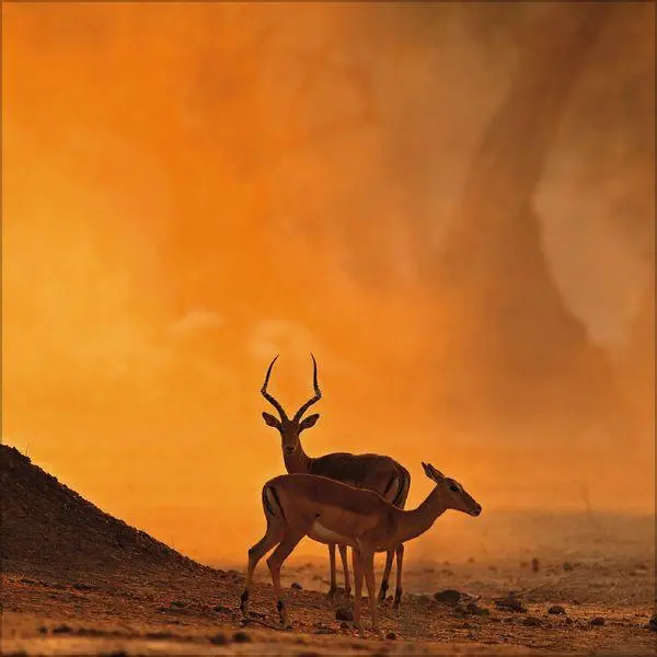 Bild: 9783819303999 | Moments in Nature 2027 | Verlag Korsch | Kalender | 13 S. | Deutsch