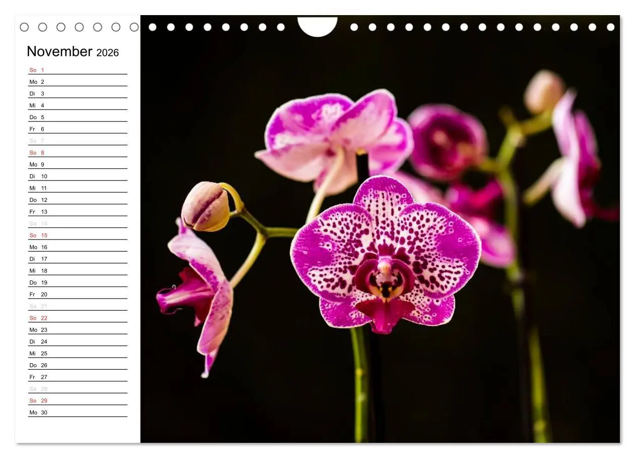 Bild: 9783516014099 | Blütenzauber Orchideen (Wandkalender 2026 DIN A4 quer), CALVENDO...