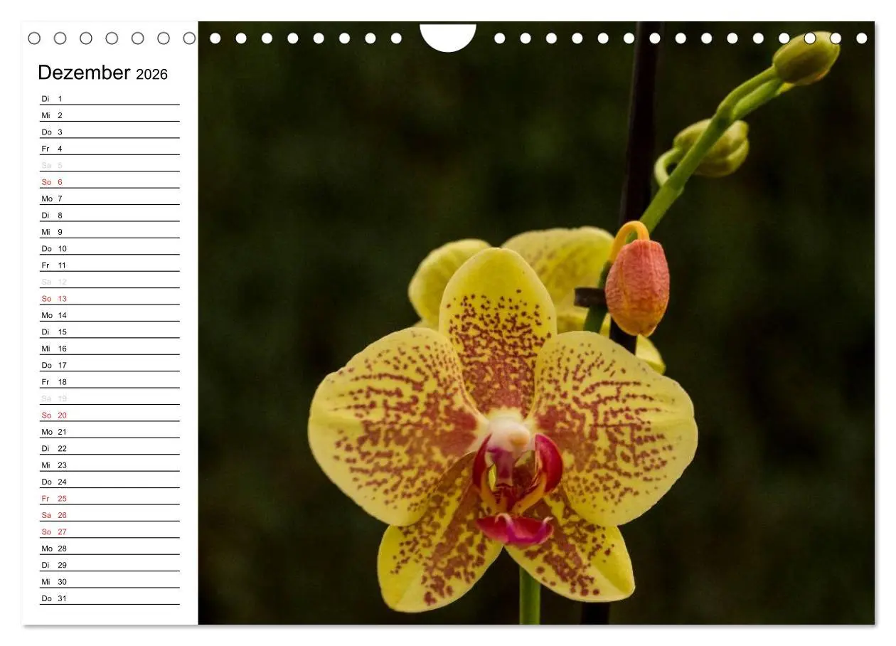 Bild: 9783516014099 | Blütenzauber Orchideen (Wandkalender 2026 DIN A4 quer), CALVENDO...