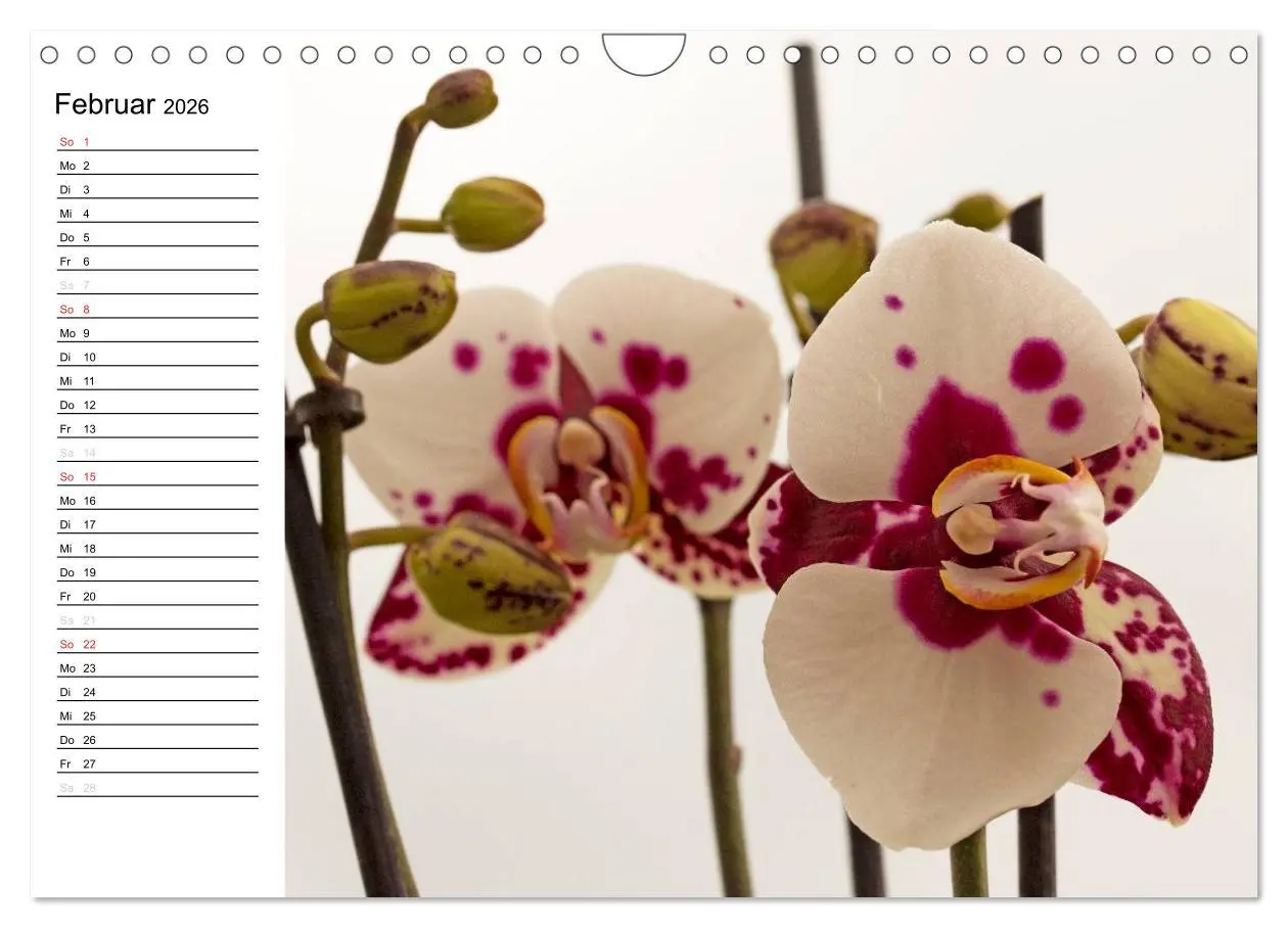 Bild: 9783516014099 | Blütenzauber Orchideen (Wandkalender 2026 DIN A4 quer), CALVENDO...
