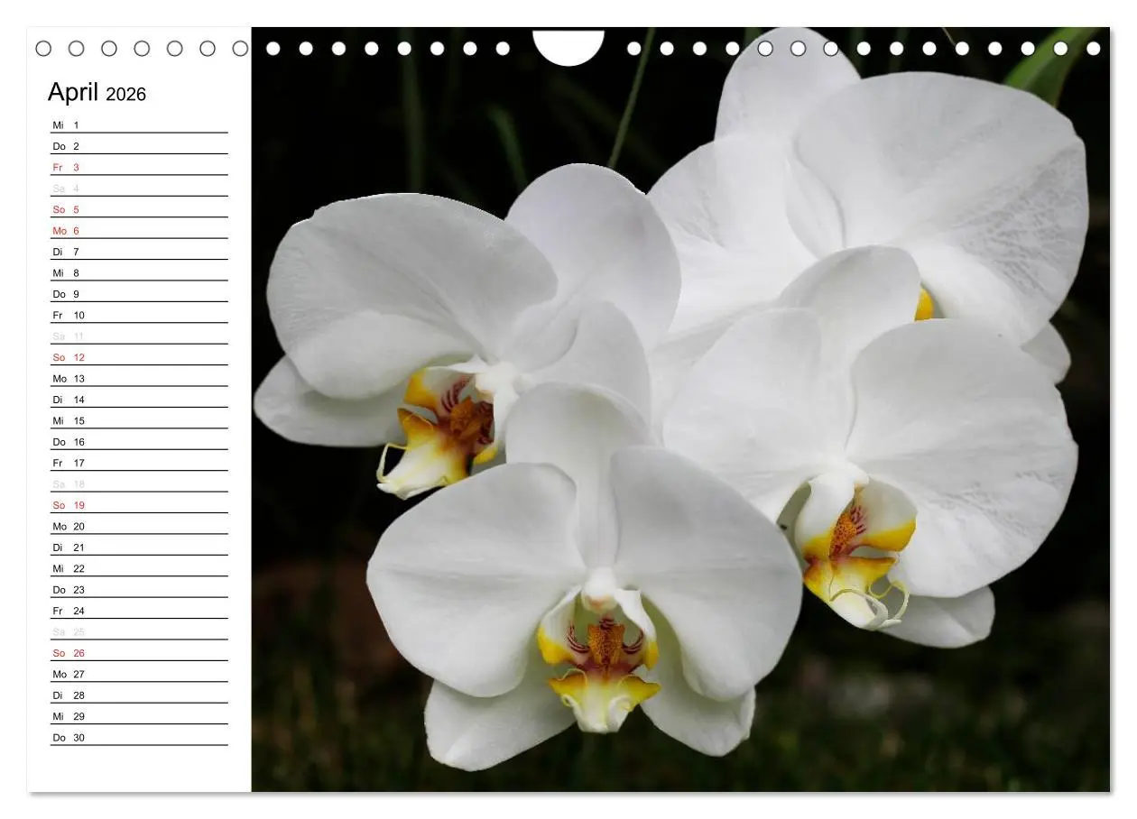 Bild: 9783516014099 | Blütenzauber Orchideen (Wandkalender 2026 DIN A4 quer), CALVENDO...