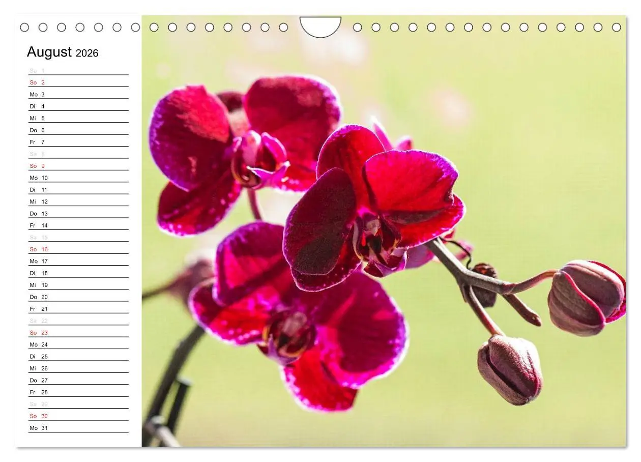 Bild: 9783516014099 | Blütenzauber Orchideen (Wandkalender 2026 DIN A4 quer), CALVENDO...