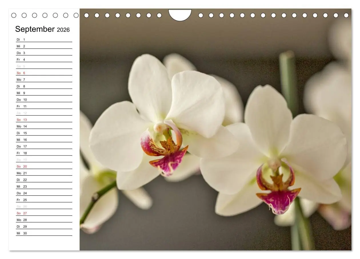 Bild: 9783516014099 | Blütenzauber Orchideen (Wandkalender 2026 DIN A4 quer), CALVENDO...