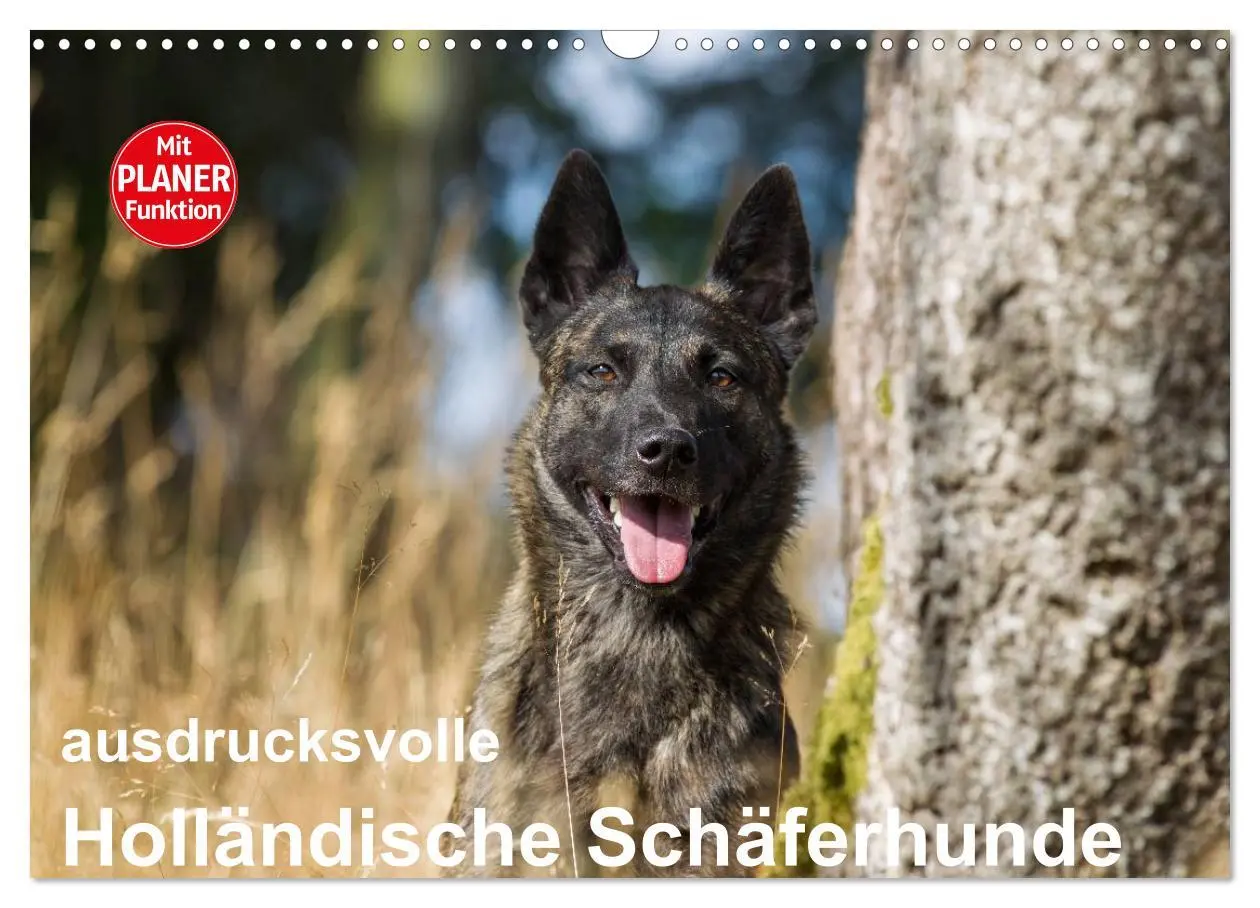 Cover: 9783516004199 | ausdrucksvolle Holländische Schäferhunde (Wandkalender 2026 DIN A3...