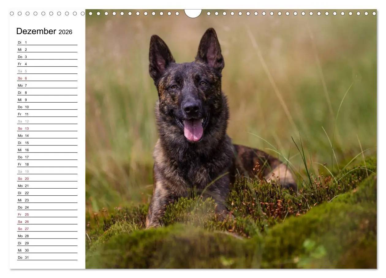 Bild: 9783516004199 | ausdrucksvolle Holländische Schäferhunde (Wandkalender 2026 DIN A3...
