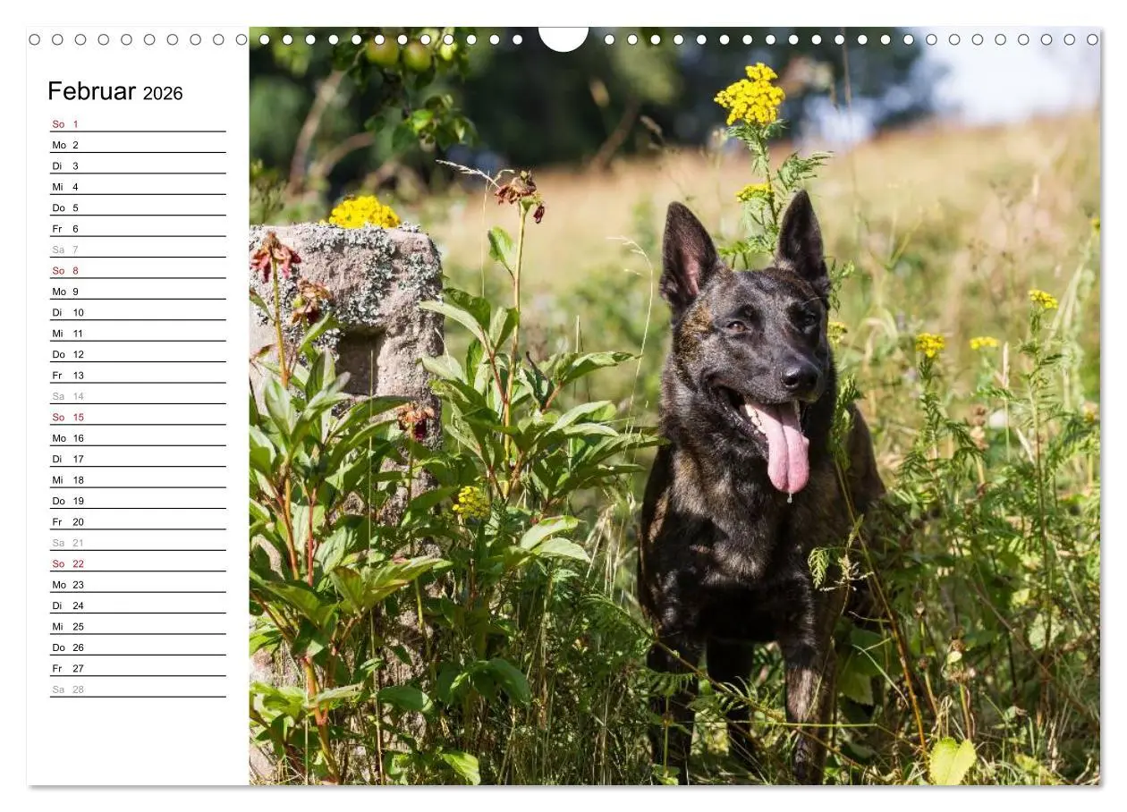 Bild: 9783516004199 | ausdrucksvolle Holländische Schäferhunde (Wandkalender 2026 DIN A3...