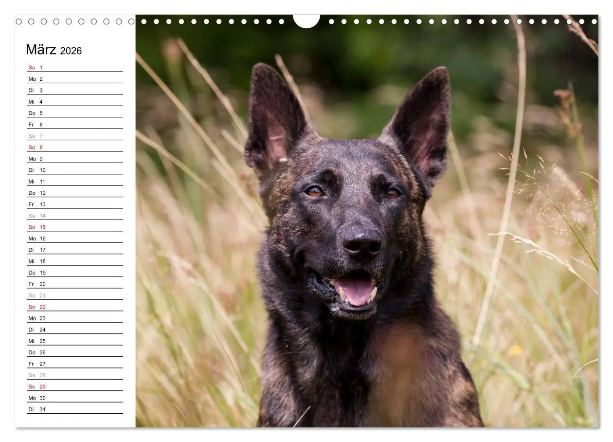 Bild: 9783516004199 | ausdrucksvolle Holländische Schäferhunde (Wandkalender 2026 DIN A3...