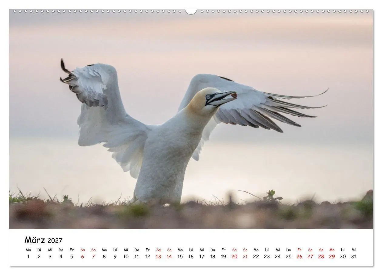 Bild: 9783569334199 | Deutschlands Vogelwelt (Wandkalender 2027 DIN A2 quer), CALVENDO...