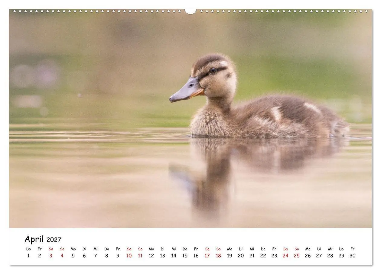 Bild: 9783569334199 | Deutschlands Vogelwelt (Wandkalender 2027 DIN A2 quer), CALVENDO...