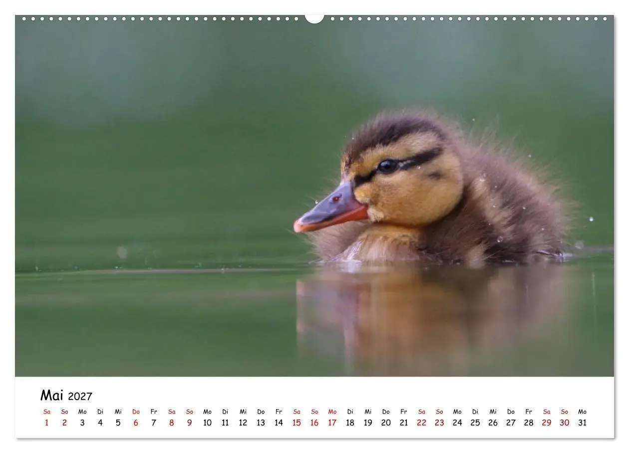Bild: 9783569334199 | Deutschlands Vogelwelt (Wandkalender 2027 DIN A2 quer), CALVENDO...