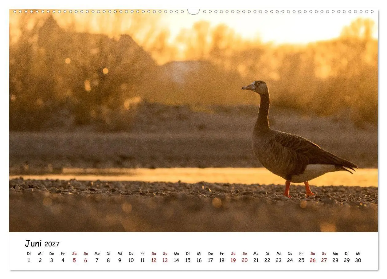 Bild: 9783569334199 | Deutschlands Vogelwelt (Wandkalender 2027 DIN A2 quer), CALVENDO...