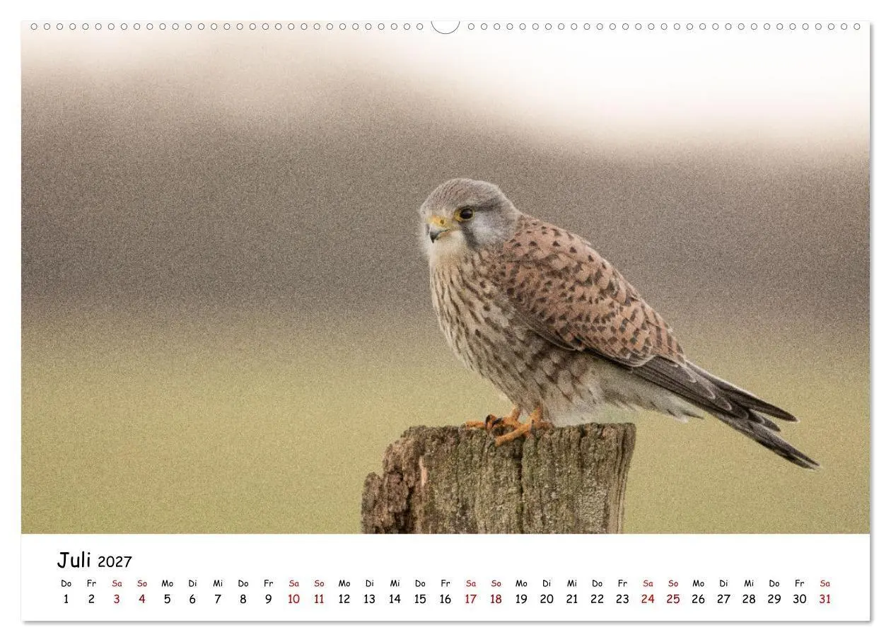 Bild: 9783569334199 | Deutschlands Vogelwelt (Wandkalender 2027 DIN A2 quer), CALVENDO...