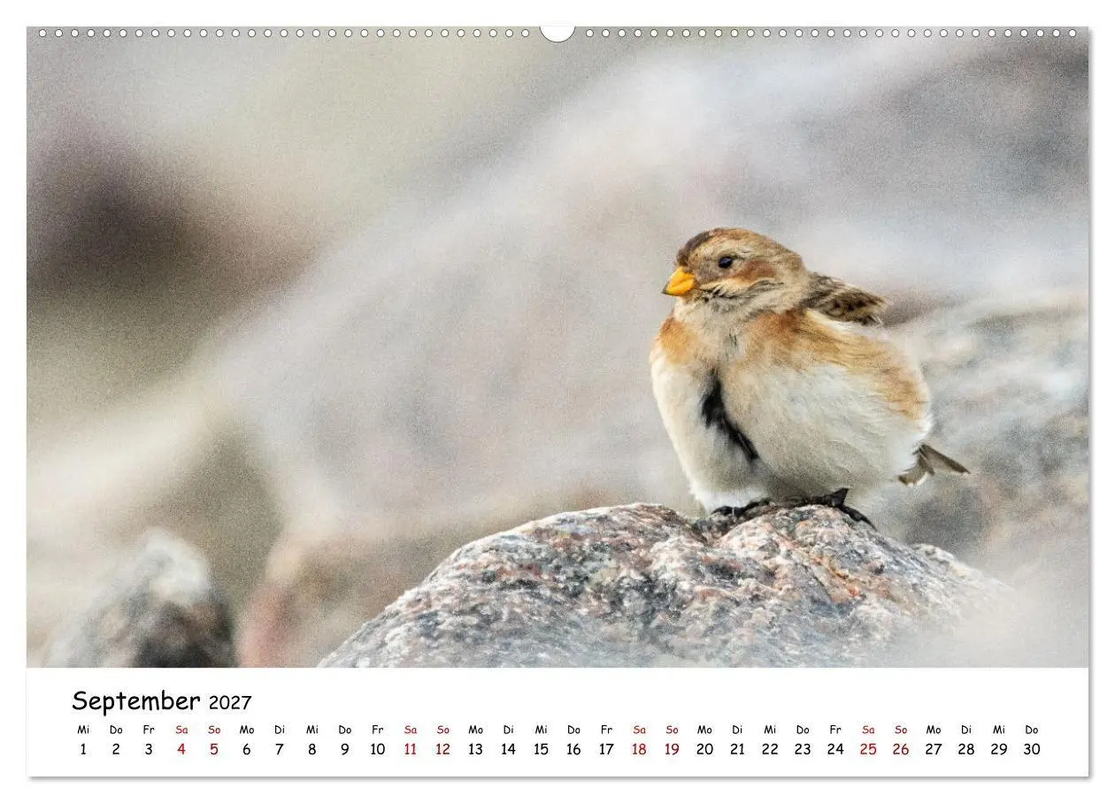 Bild: 9783569334199 | Deutschlands Vogelwelt (Wandkalender 2027 DIN A2 quer), CALVENDO...
