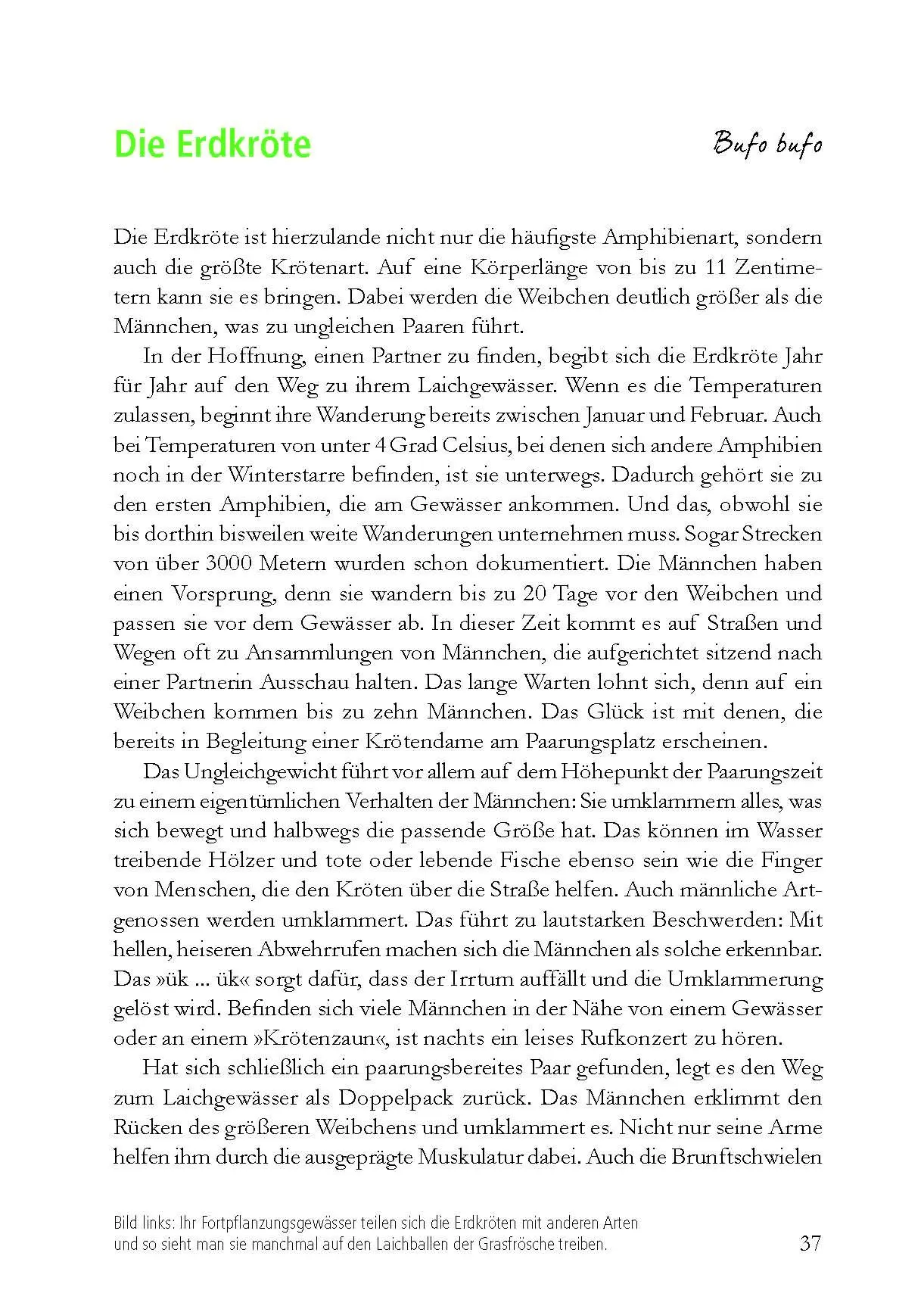 Bild: 9783895664199 | Wunderwelt heimische Amphibien | Farina Graßmann | Buch | 176 S.
