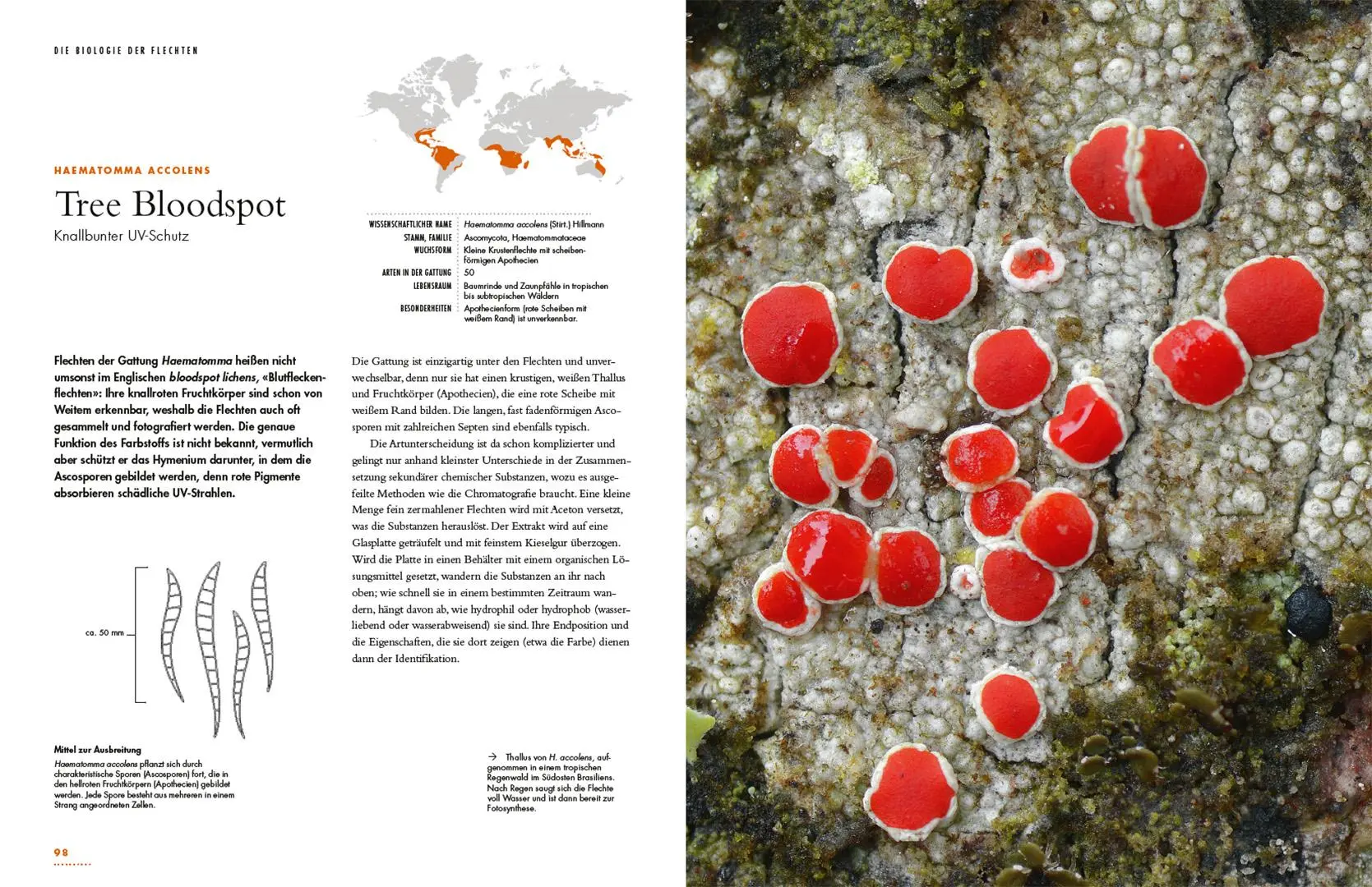 Bild: 9783258084299 | Flechten | Eine Reise in die verborgene Welt der Mischwesen | Buch
