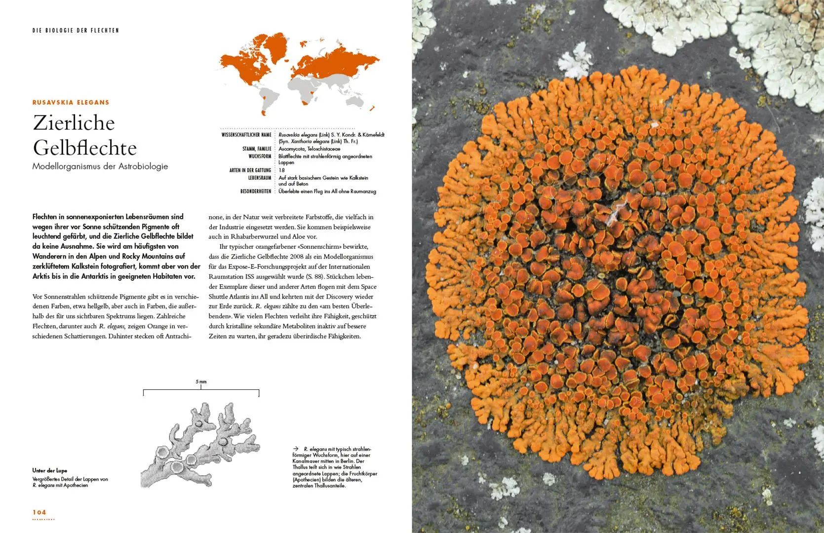 Bild: 9783258084299 | Flechten | Eine Reise in die verborgene Welt der Mischwesen | Buch