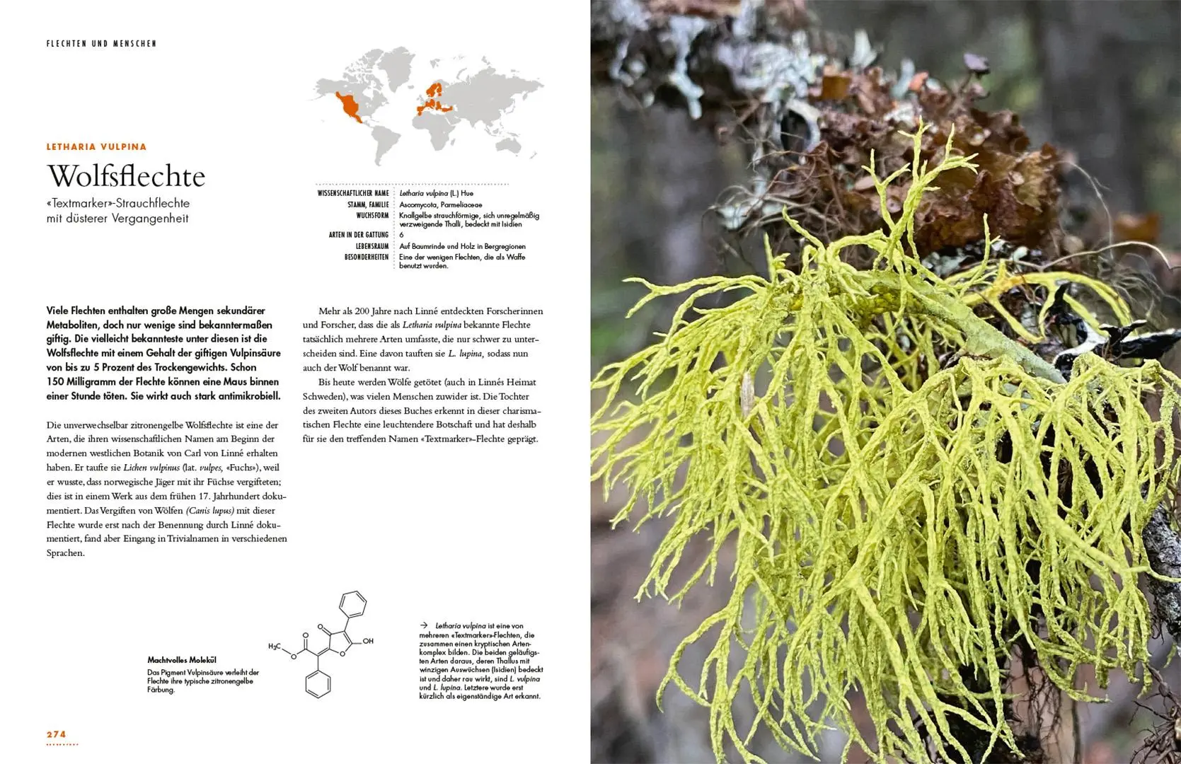 Bild: 9783258084299 | Flechten | Eine Reise in die verborgene Welt der Mischwesen | Buch