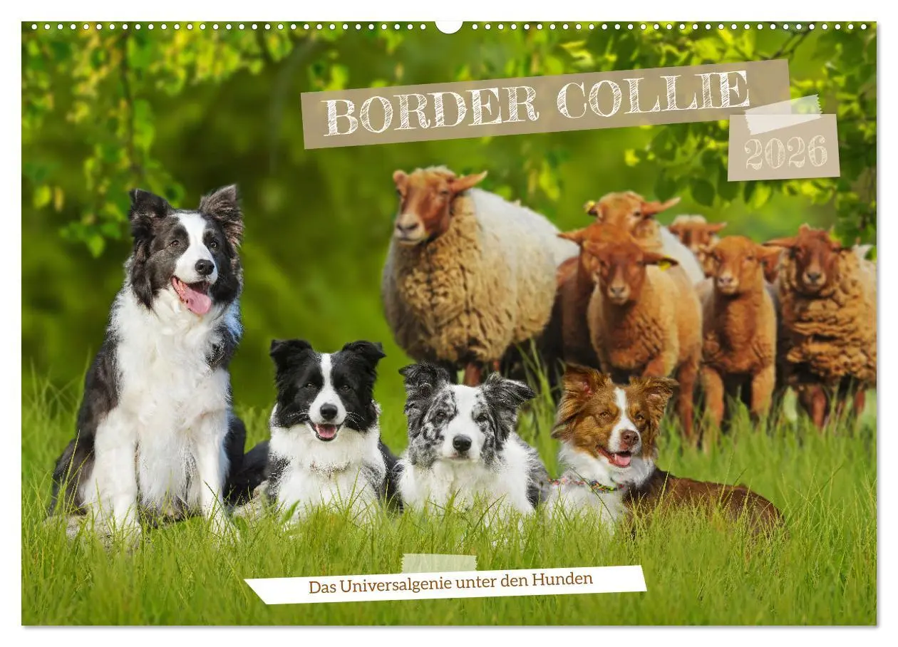 Cover: 9783457384299 | Border Collie - Das Universalgenie unter den Hunden (Wandkalender...