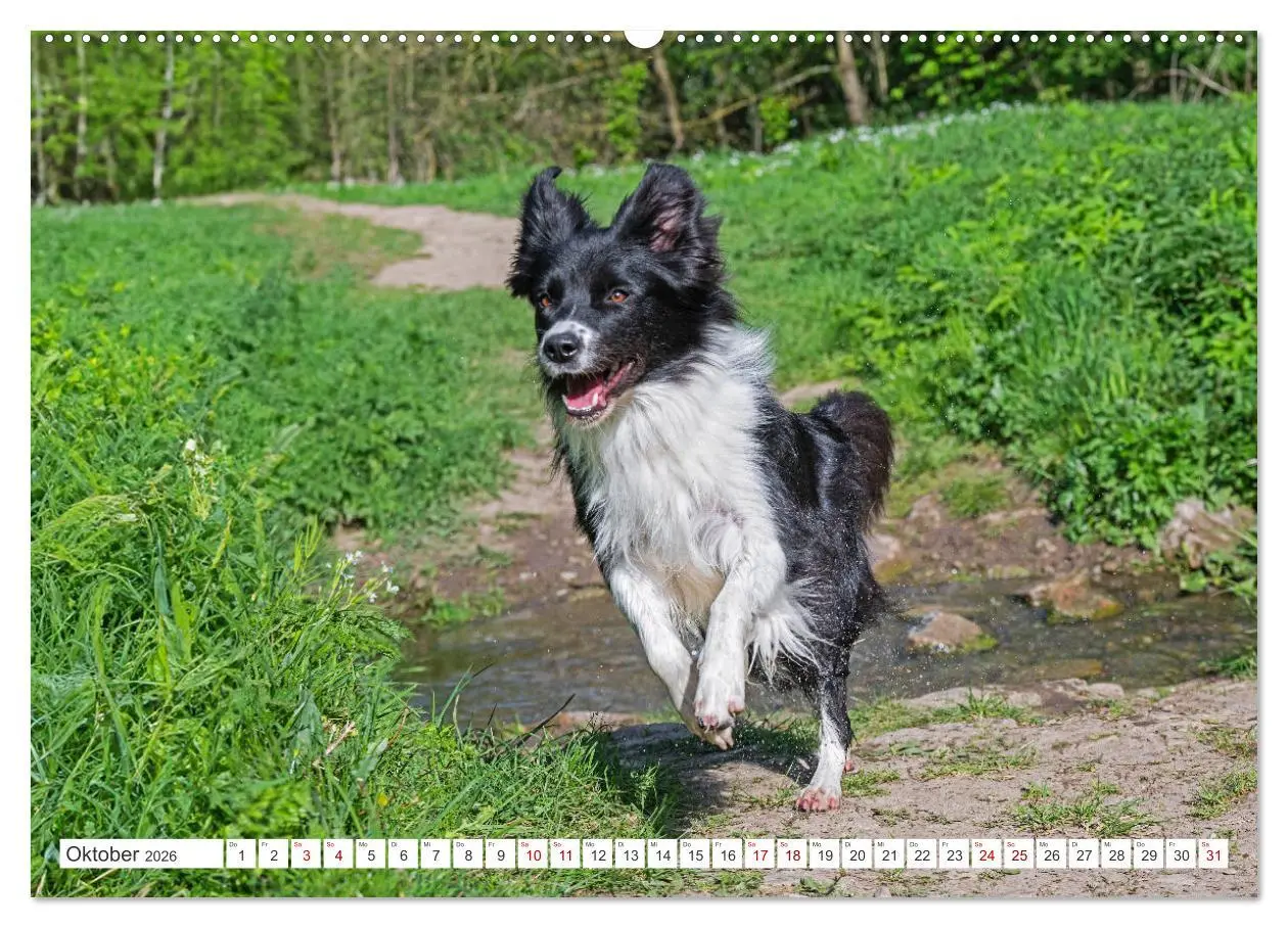 Bild: 9783457384299 | Border Collie - Das Universalgenie unter den Hunden (Wandkalender...