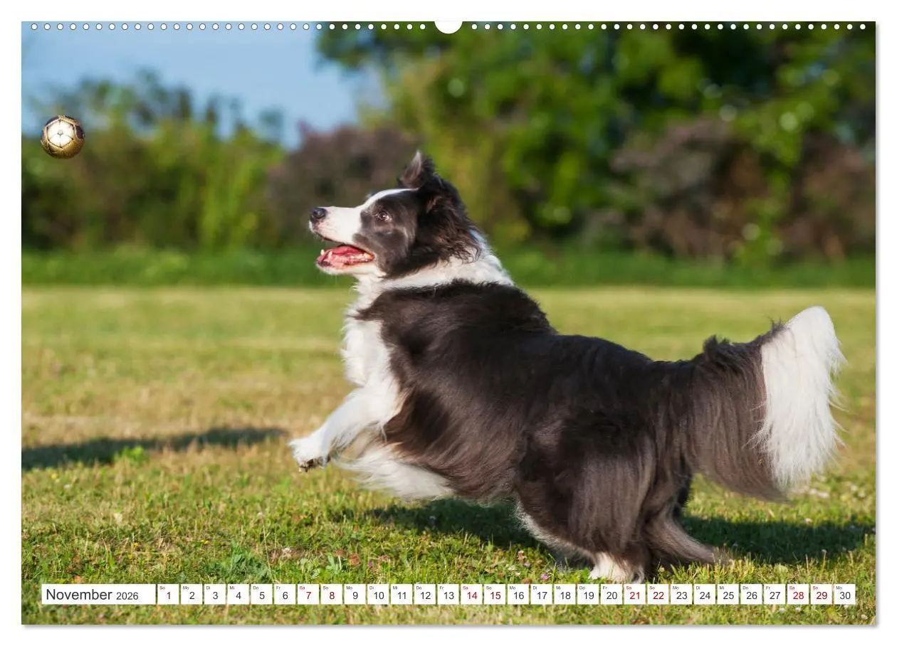 Bild: 9783457384299 | Border Collie - Das Universalgenie unter den Hunden (Wandkalender...