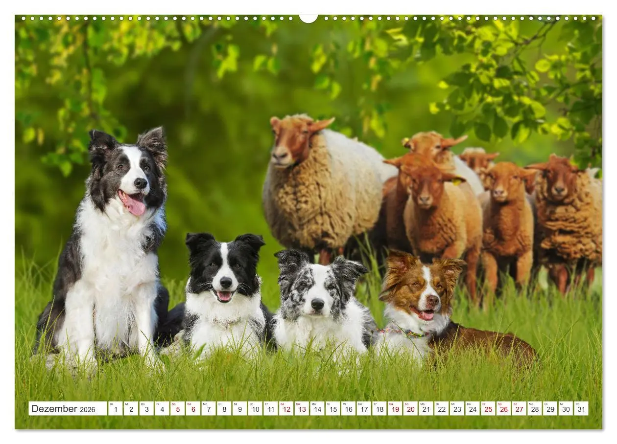 Bild: 9783457384299 | Border Collie - Das Universalgenie unter den Hunden (Wandkalender...