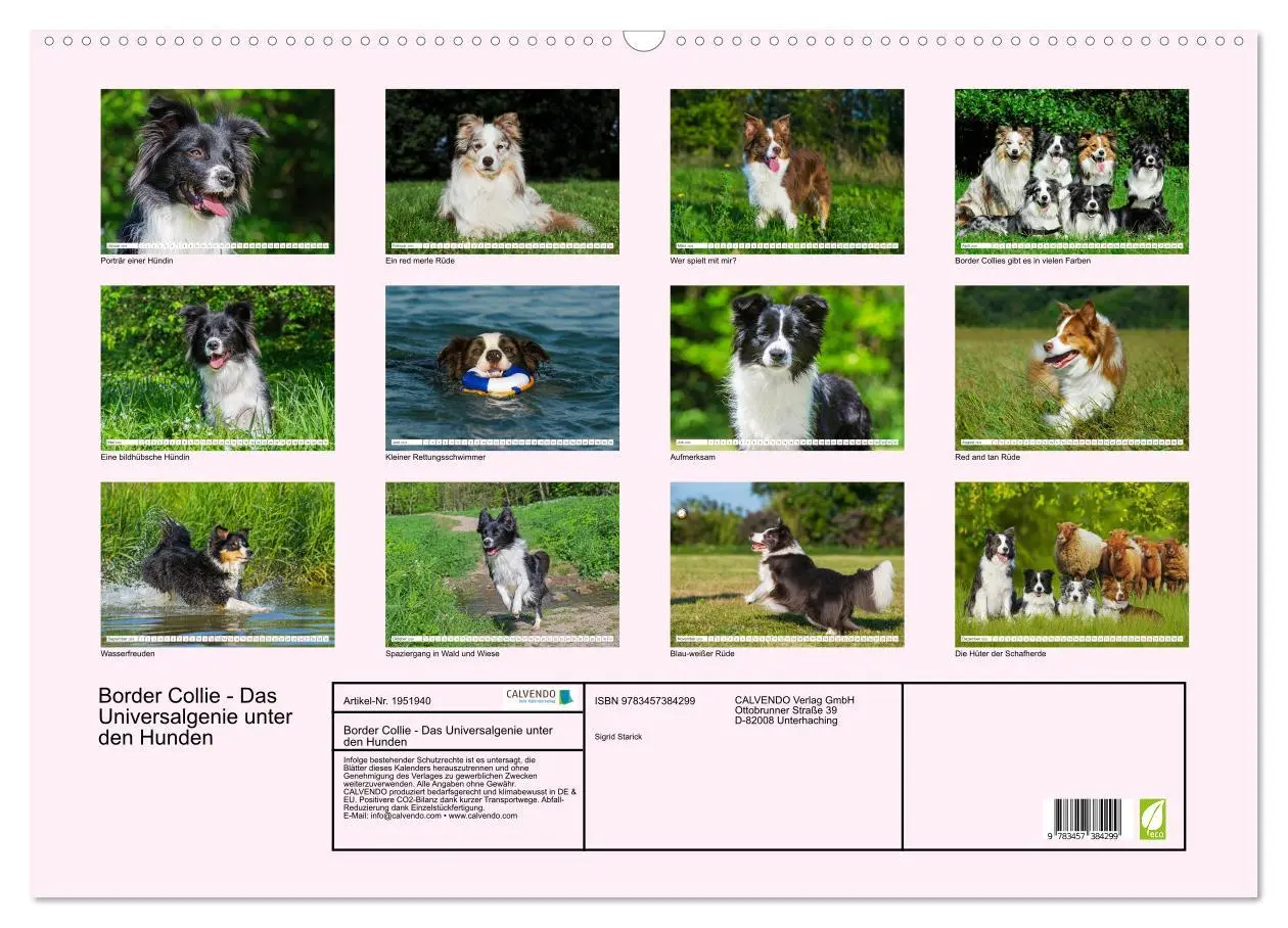Bild: 9783457384299 | Border Collie - Das Universalgenie unter den Hunden (Wandkalender...