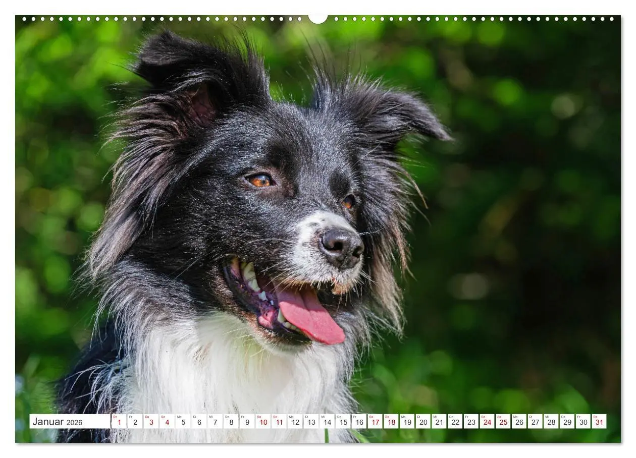 Bild: 9783457384299 | Border Collie - Das Universalgenie unter den Hunden (Wandkalender...