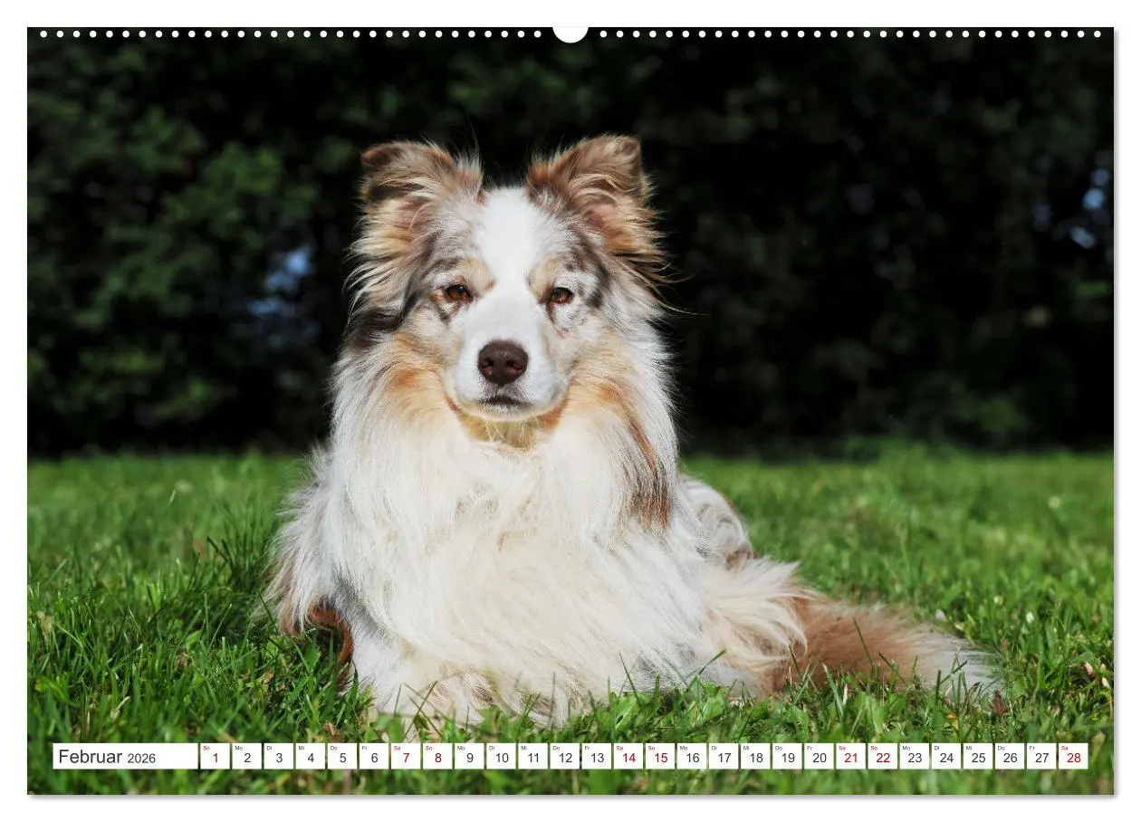 Bild: 9783457384299 | Border Collie - Das Universalgenie unter den Hunden (Wandkalender...