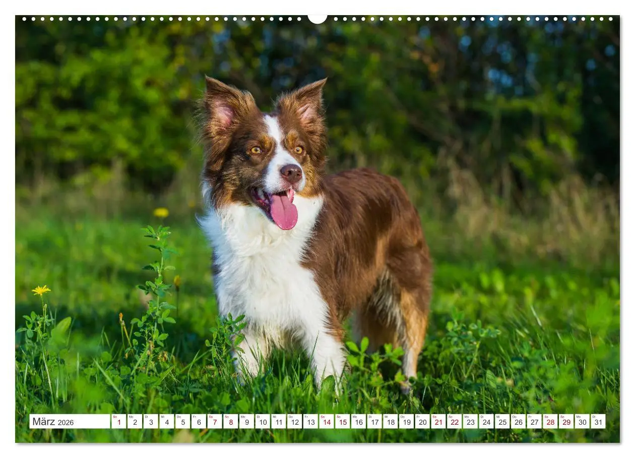 Bild: 9783457384299 | Border Collie - Das Universalgenie unter den Hunden (Wandkalender...
