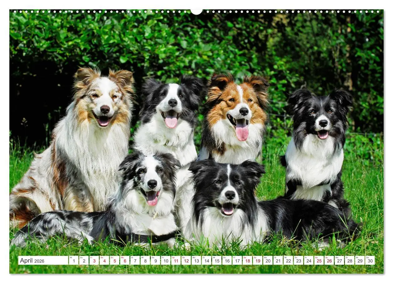 Bild: 9783457384299 | Border Collie - Das Universalgenie unter den Hunden (Wandkalender...