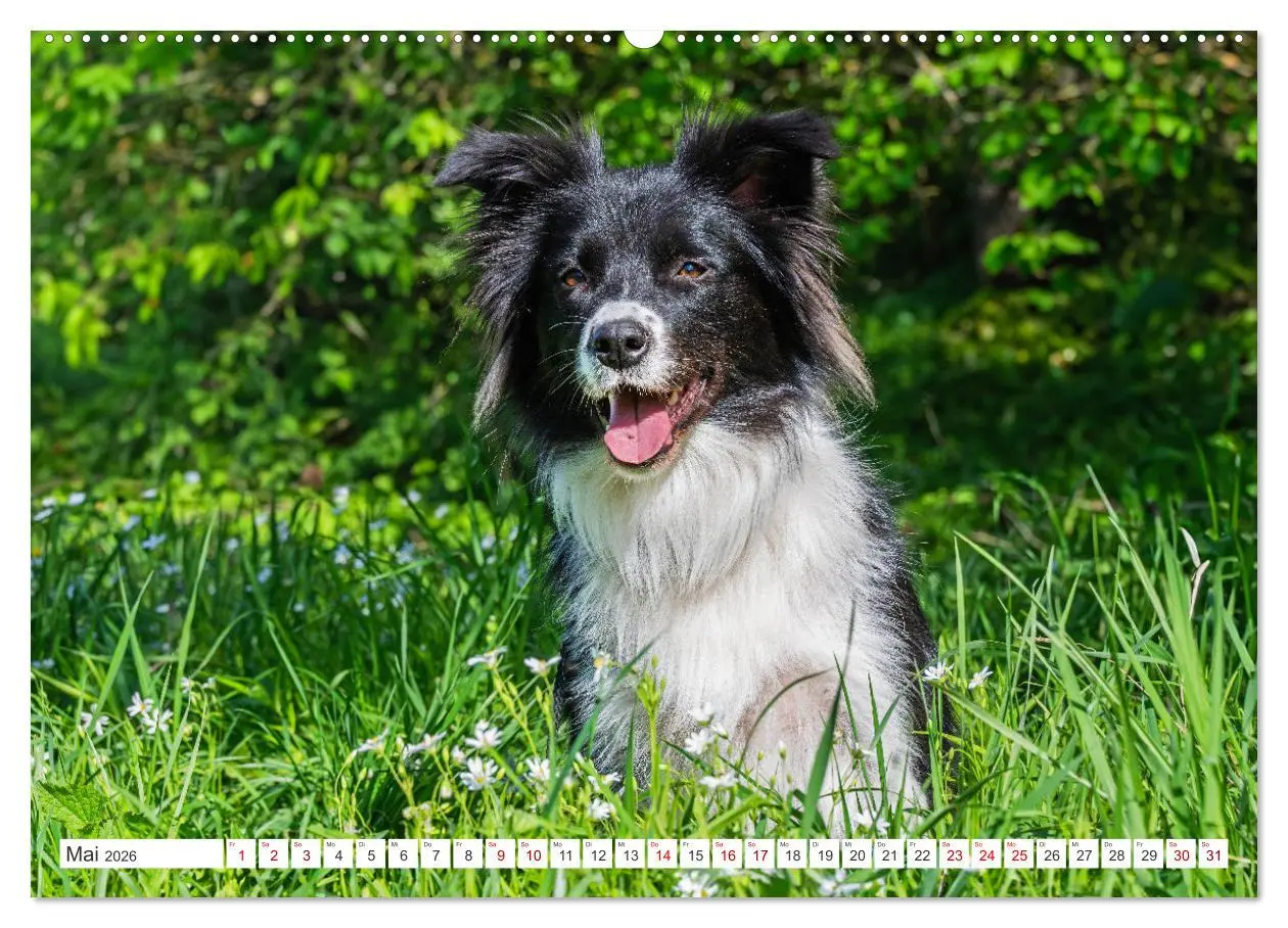 Bild: 9783457384299 | Border Collie - Das Universalgenie unter den Hunden (Wandkalender...