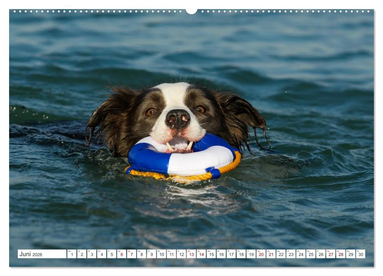 Bild: 9783457384299 | Border Collie - Das Universalgenie unter den Hunden (Wandkalender...