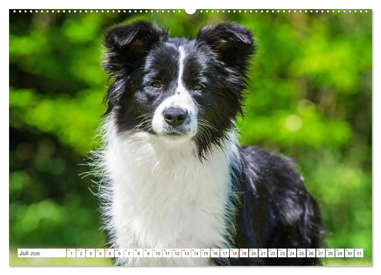 Bild: 9783457384299 | Border Collie - Das Universalgenie unter den Hunden (Wandkalender...