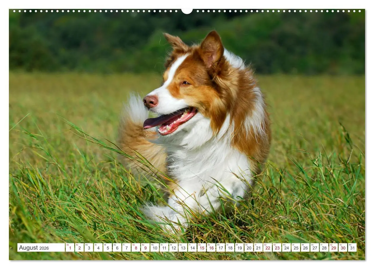Bild: 9783457384299 | Border Collie - Das Universalgenie unter den Hunden (Wandkalender...