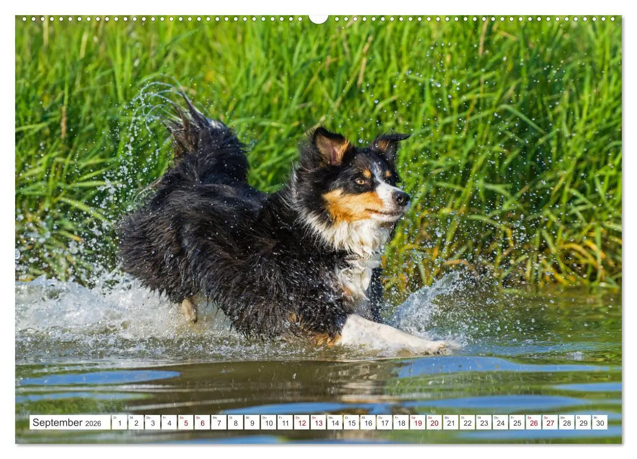 Bild: 9783457384299 | Border Collie - Das Universalgenie unter den Hunden (Wandkalender...