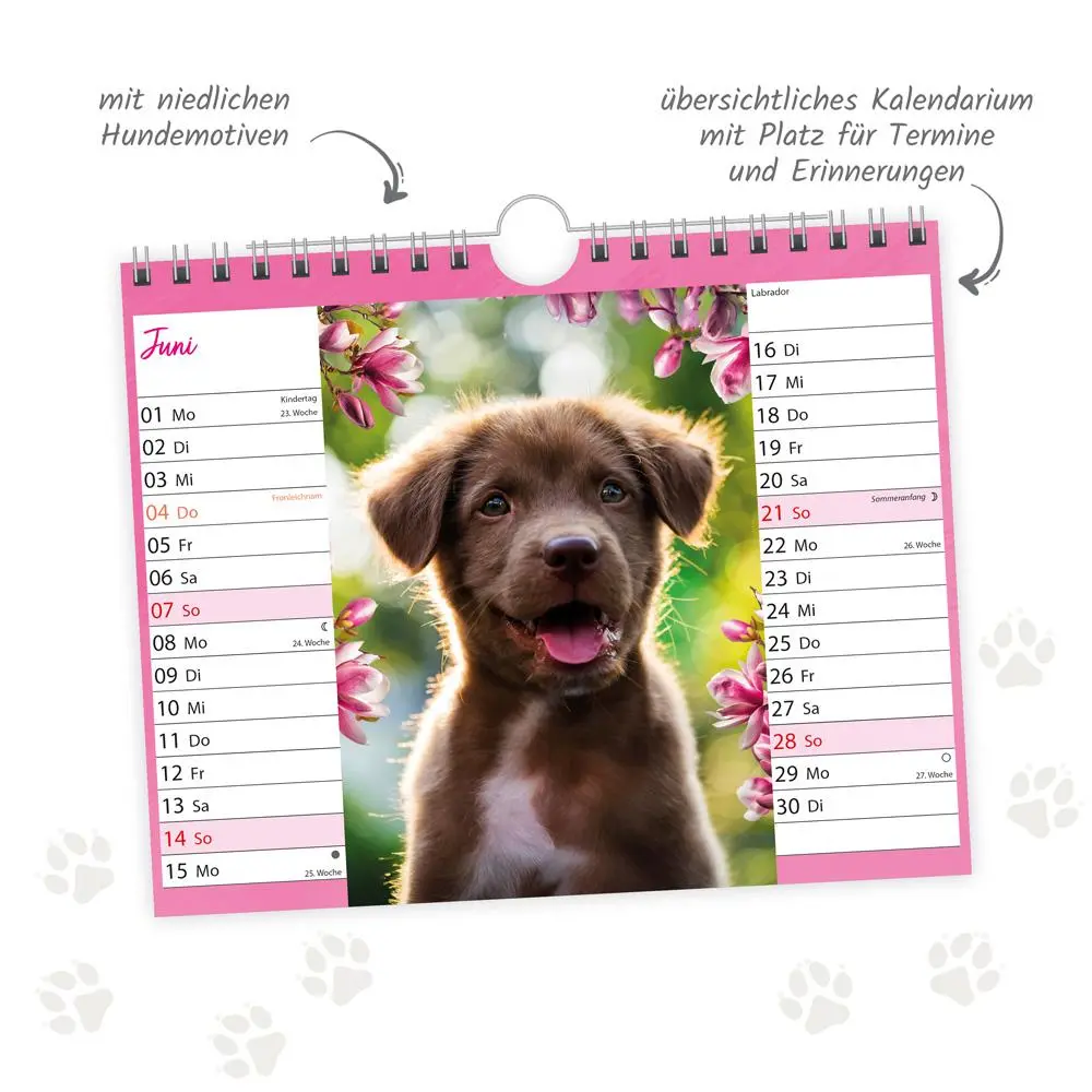 Bild: 9783988024299 | Trötsch Notizkalender Querformat Notizkalender Hunde 2026 mit 12...