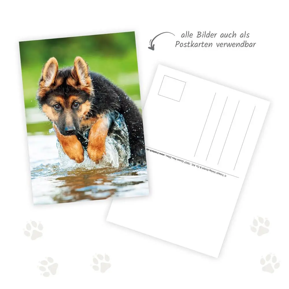 Bild: 9783988024299 | Trötsch Notizkalender Querformat Notizkalender Hunde 2026 mit 12...